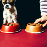 Instead of people putting food in bowls for their pets, pets putting food in bowls for their people