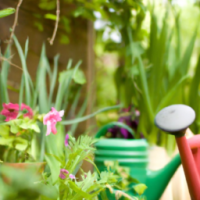 Green Thumbed Home Gardening is your go-to source for growing healthy plants at home. Discover tips for seeds, seedlings, soil, compost, and fertilizer, plus creative ideas for planters and planter boxes. Learn how to use essential gardening tools, mulch, and greenhouse setups to support thriving perennials, annuals, and pollinators—perfect for gardeners of all skill levels.