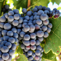 purple grapes on vine