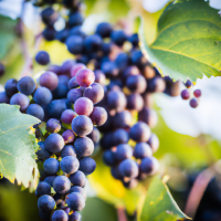 purple grapes on vine