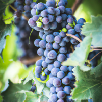 purple grapes on vine