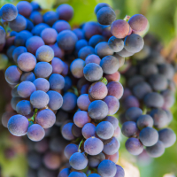 purple grapes on vine