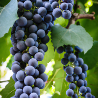 purple grapes on vine