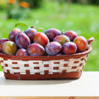 fresh plums in basket on table outside