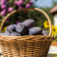 fresh plums in basket on table outside