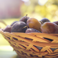 fresh plums in basket on table outside